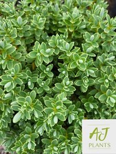 Hebe pinguifolia Sutherlandii - 3 , 5 or 7.5 Litre Pot - Potted Plant