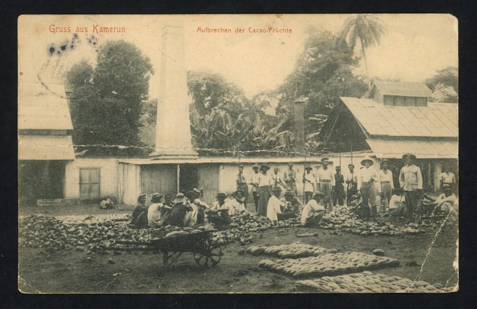 1908 German Kamerun Postcard To US 10pf Deckang Pmk Cocoa Plantation Scene PPC - image 3 of 3