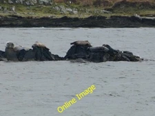 Photo 12x8 Seals on rocks in Loch an t-Sailein Ardbeg/NR4146 There were a c2014