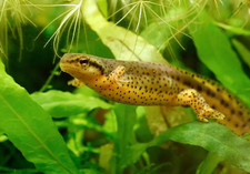 Twelve (12) Live Eastern Newts (Notophthalmus viridescens)