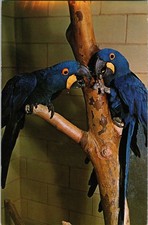 Hyacinth Macaw Parrots Columbus Zoo Ohio Vintage Postcard Joseph F. Morsello