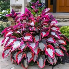 200 Hosta Seeds for Planting - Perennial Hosta Seeds Outdoor Garden Attract Pol
