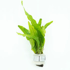 Buy2Get1Free Java Fern Bundle Live Aquarium Plant Freshwater For Fish Tank