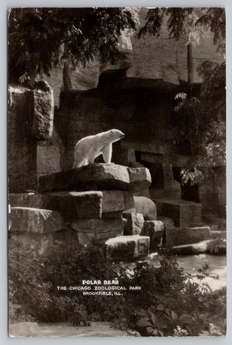 1940s RPPC Brookfield, Illinois - Polar Bear - Brookfield Zoo Chicago Postcard - 第 1/5 張圖片