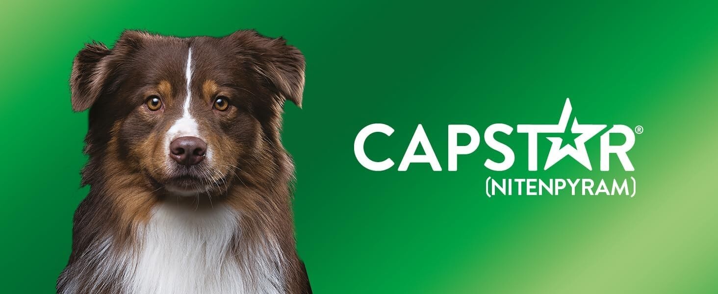 Capstar Flea Treatment Tablet for Medium and Large Dogs 6 Pack green eBay