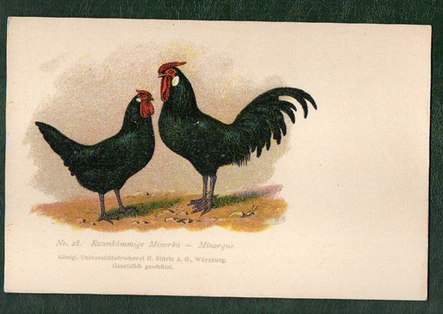 Chicken poultry cockerel Postcard c1890s card number 28. #817