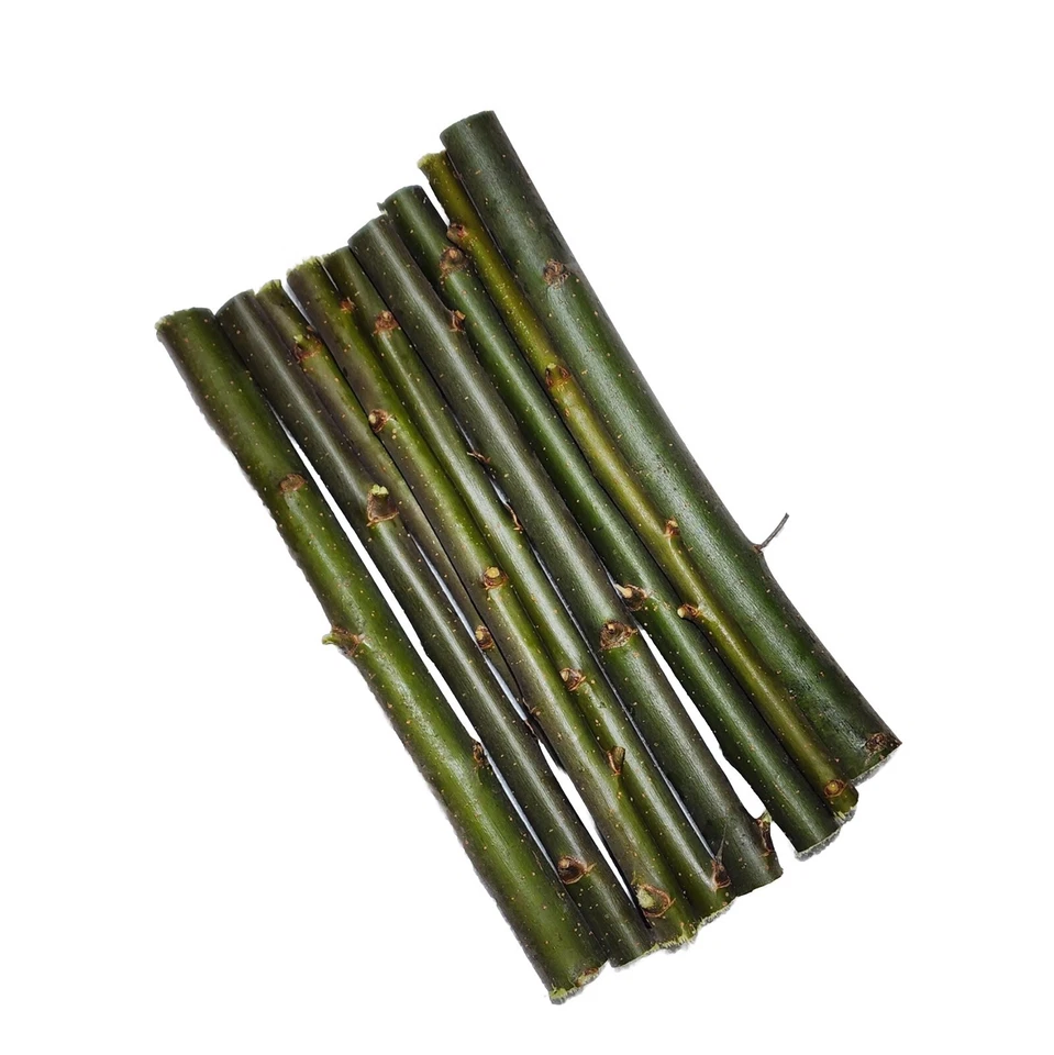 30 Austree Hybrid Willow Trees Fast Growing Shade Windbreak Cuttings FAST SHIP - Image 2 of 4