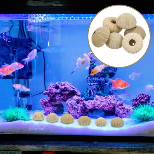  6 Pcs Shell Sea Urchin Decoration Succulent Pot Fish Tank Shells - Afbeelding 1 van 12