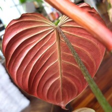 Rare Philodendron Asperum Red 26" Tall Aroid Not Monstera Anthurium Syngonium