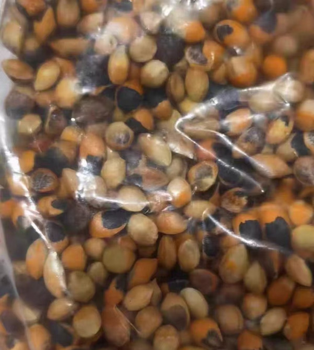 Commiphora gracilifrondosa seeds20/50pcs | eBay