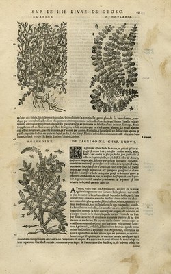 Antiker Druck-Wasserkraut-Lysimachie-Eupatoria-Mattioli-S. 551-Anonym-1572