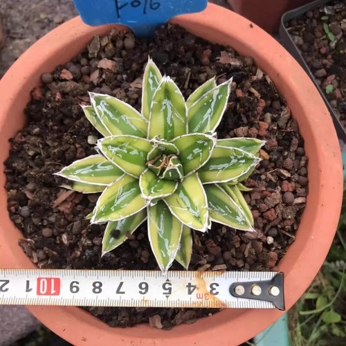 6CM Sukkulente Agaven Pflanze Agave Victoriae-Reginae Kizan Agavaceae Hausgarten - Bild 7 von 15