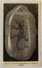 1882 magazine engraving ~ LIZARD IMPRISONED IN PIECE OF AMBER