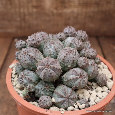 D2921 EUPHORBIA PSEUDOGLOBOSA COMPACT FORM pot12-H6-W10 cm MaMa Cactus