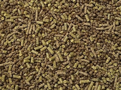 SMALL CORY CATFISH MIX Bottom Feeders,Krill,Spirulina,Cory Cats,Pleco,ABF422