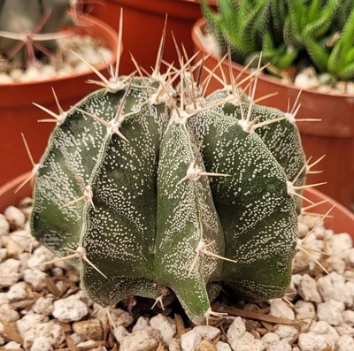 Astrophytum Ornatum 3'' Wide 6'' Pot Size - Bare Root