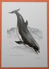 Gro&szlig;er T&uuml;mmler Tursiops truncatus Delfin  Delphine Farbdruck 1958 Zoologie