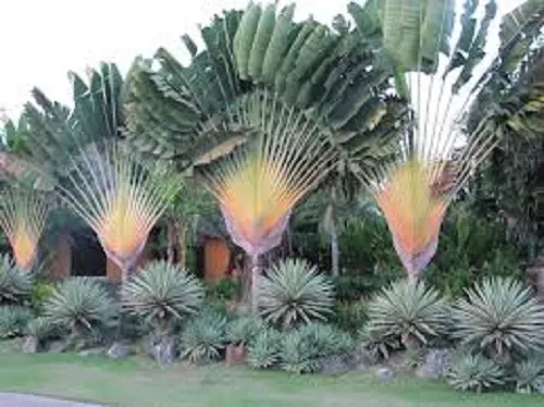 Traveller's tree - Ravenala madagascariensis