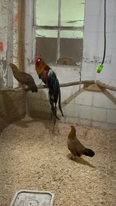 4+2 Grand Champion BB Red Phoenix Fertile Hatching Eggs 