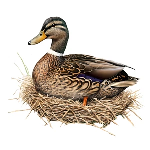 Duck Mallard Bird Self Adhesive Vinyl Sticker