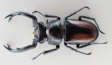 F47571. Lucanidae: Rhaetulus crenatus tsutsui. Central Vietnam. 67mm? Very big!!