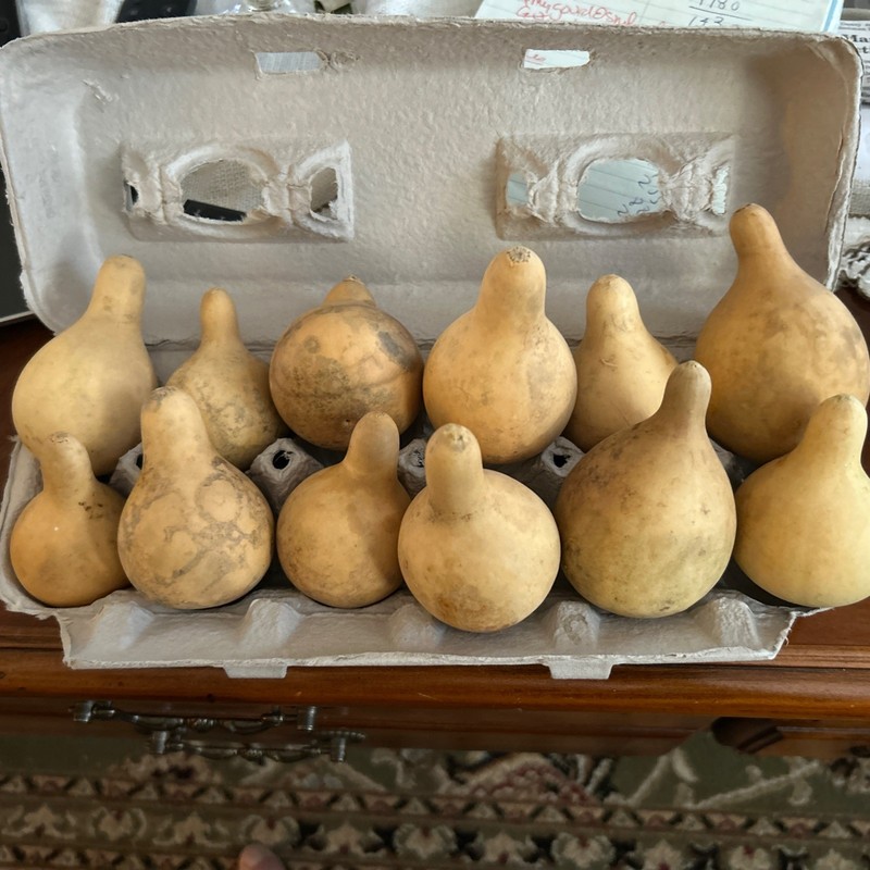 23 Natural Spinner Gourds for Ornaments, Primitive decor-free shipping 