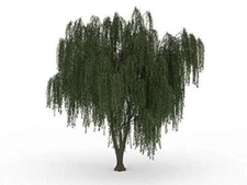 Dwarf Weeping Willow Tree Cutting - Burning Bush Weeping Willow - Unique and Sma