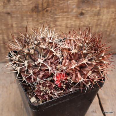 D643 GYMNOCALYCIUM SCHICKENDANTZII VARIEGATED pot12-H10-W16 cm MaMa Cac |  eBay