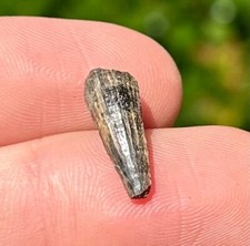 Fossil Crocodile Tooth Java Indonesia Croc Dinosaur Tooth Reptile Indonesian