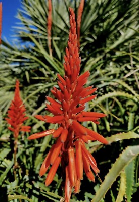 hat aloe vera lichtschutzfaktor Aloe Vera
