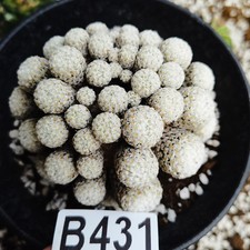 Keine Bewurzelung! -------Copiapoa cinerea/Ariocarpus/Astrophytum myriostigma