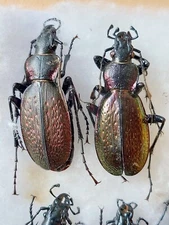 1 Pair Carabus (Neoplectes) mellyi ssp.mellyi, Carabidae,