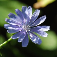 Cichorium intybus, Native Chicory Wildflower, 3 x 125cc Plug Plants,