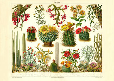 Kakteen historischer Druck Chromolithographie ca. 1905 antike Bildtafel Botanik