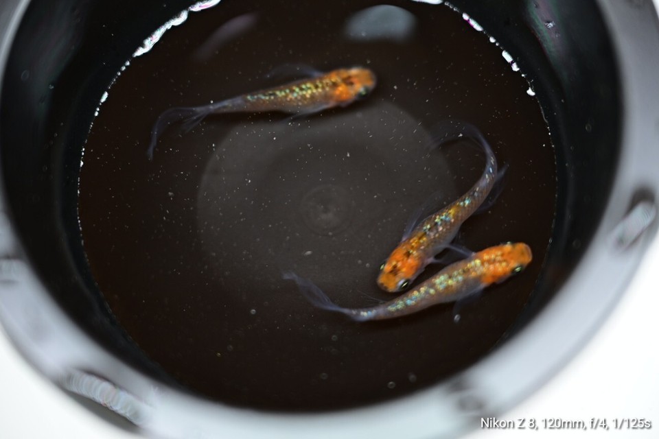 宮桜 Miyazakura Medaka Rice Fish Eggs 10 fertilized eggs + α US Bred eBay