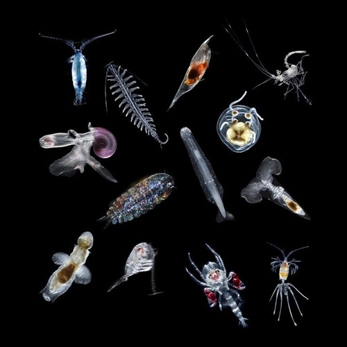 Zooplankton Paramecium Infusoria Cyclops Copepods Rotifers