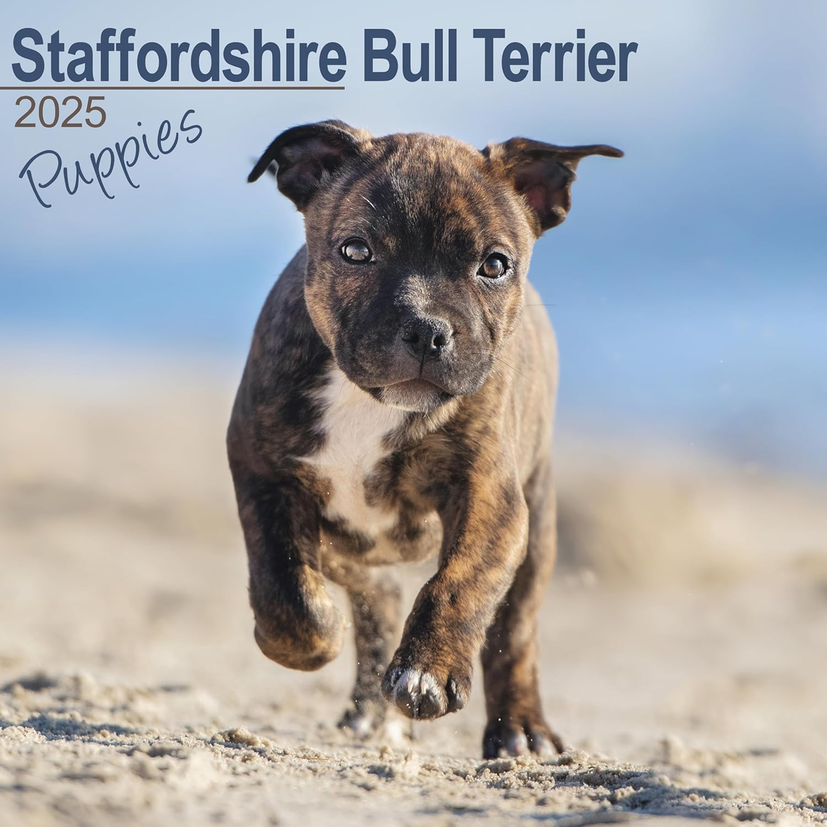 Staffordshire Bull Terrier Puppies 2025 Square Wall Calendar Dog - Main Image