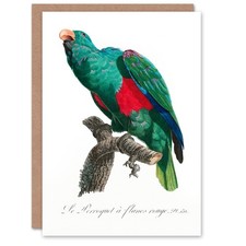Francois Levaillant Art Card Eclectus Roratus Parrot