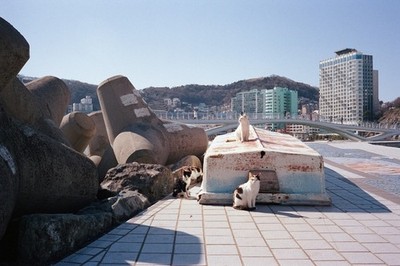 1$ Digital Image Wallpaper - Korea Cats Series: Feline Oasis on Busan Tetrapods