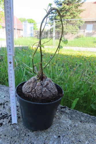 Dioscorea elephantipes Schildkrötenpflanze Durchmesser ca 9 cm 3 1.5. - Bild 9 von 12