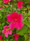 Foto 5 di 6
