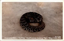 Waycross Georgia Okefenokee Park Diamond Back Rattle Snake RPPC Postcard   32723