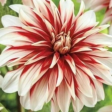 1 "Catching Fire" Decorative Dahlia - Top Size Bulb #1 - US Seller