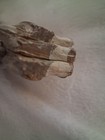Rare Petrified Wood-Pattern — photo 3