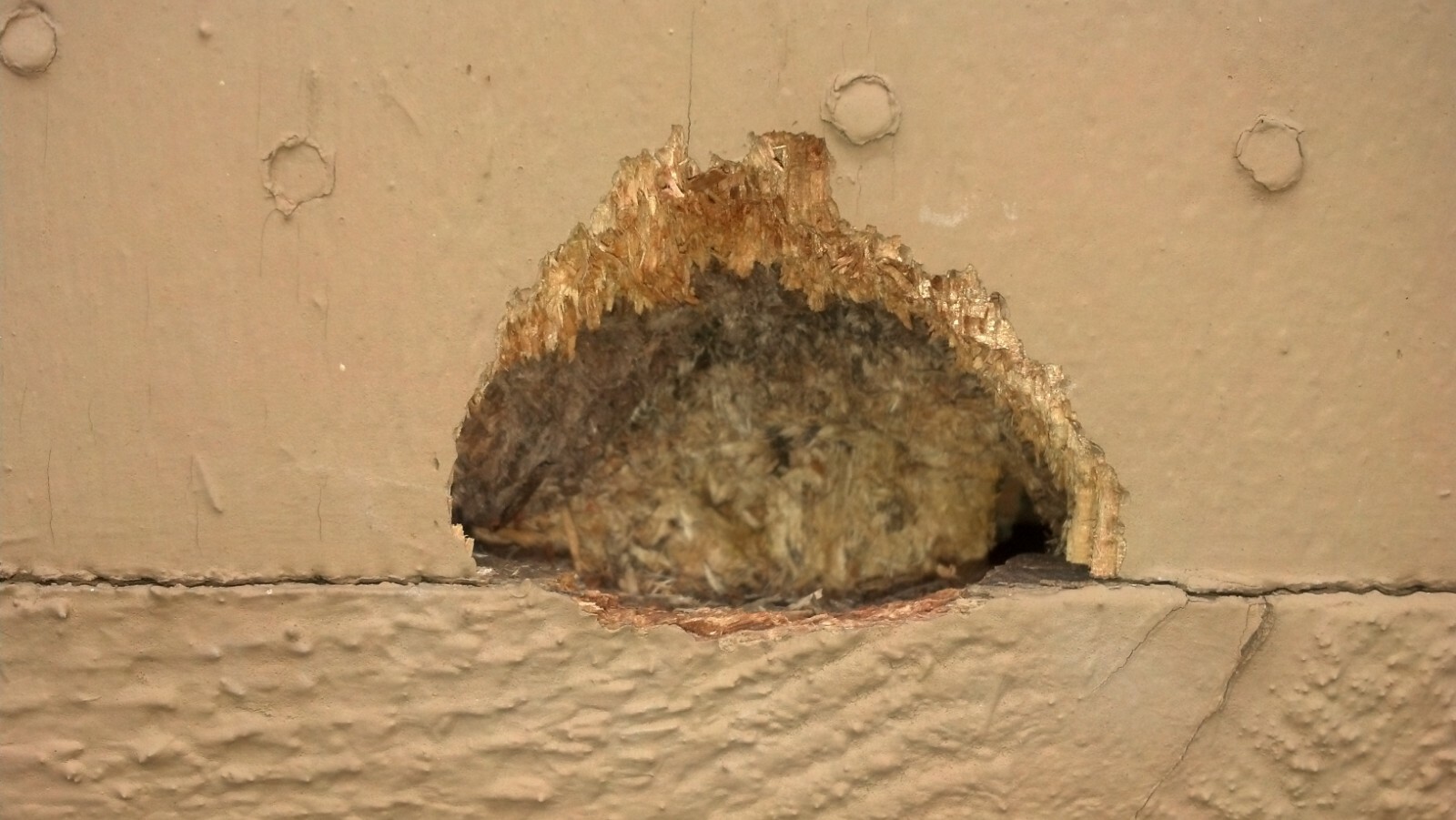 Woodpecker Deterrent Flicker Repellent Scare Woodpeckers off House