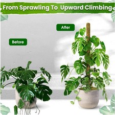 Natural Forest Moss Stake for Tall Indoor Plants