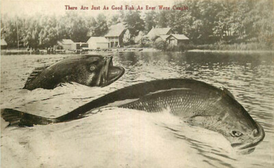 Freak Fish #9 Exaggerated Postcard - ... as Good Fish as Ever Were Caught