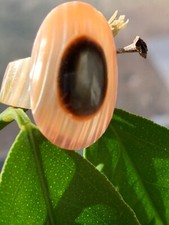 Gift For special Woman In Your Life 1940s Shell Cocktail Ring Handmade