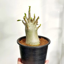 Medium Desert Rose, Adenium Obesum – 15cm Pot | Mini Caudex Bonsai Plants