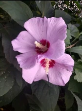 Rose of Sharon  30 Seeds .